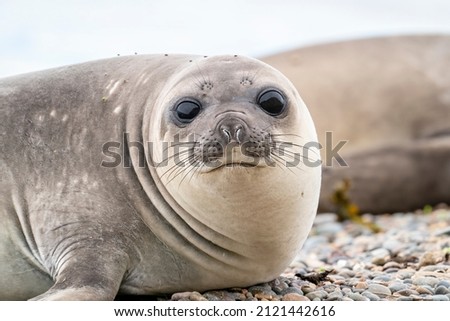 Very cute light-coloured Southern Elephant Seal lying on the beach at Punta Ninfas on the Atlantic Coast of Argentina Royalty-Free Stock Photo #2121442616