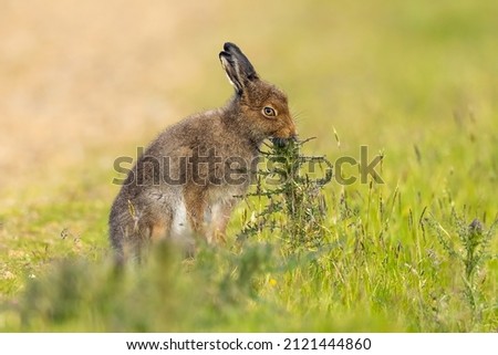 Mountain Hare eats a thistle flower Hoy, Scotland	 Royalty-Free Stock Photo #2121444860