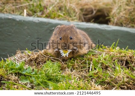 Orkney Vole eating a daisy, Orkney, Scotland Royalty-Free Stock Photo #2121446495