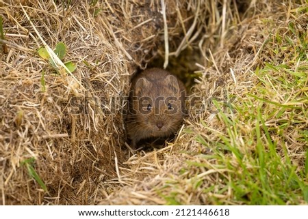 Orkney Vole looking for food, Orkney, Scotland	 Royalty-Free Stock Photo #2121446618