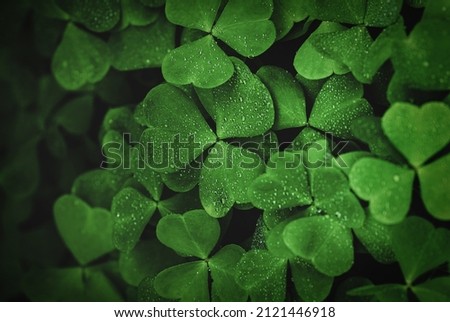 Dark green clover background, dewdrops, light and shadow