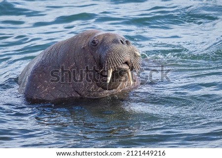 Swimming Walrus, Wally in Tenby Wales