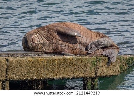 Sleeping lazy Walrus, Wally in Tenby Wales