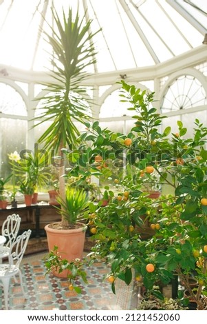 orangery with green plants and tangerine tree. vertical photo Royalty-Free Stock Photo #2121452060