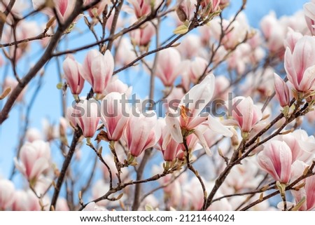 white and pink magnolia flowers on the branch on warm spring sunny day