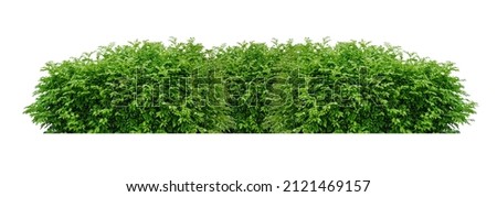 Tropical plant flower bush tree isolated on white background with clipping path. Royalty-Free Stock Photo #2121469157