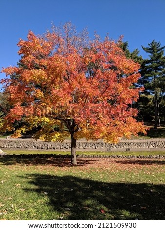 Picture  of fall tree in Minnesota 