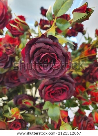 Select focus point Crimson fabric roses are used to make fake plants or large bouquets. Artificial flowers are popular because they are durable and easy to care for. Roses are a symbol of Valentine's 