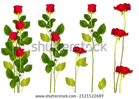 Five red roses on a white background. Holiday greeting card.
