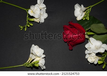 white freesia with the colorful rose close up view on the color background