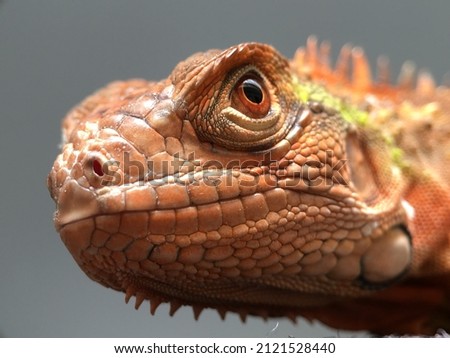 Wild red iguana potrait photo Royalty-Free Stock Photo #2121528440