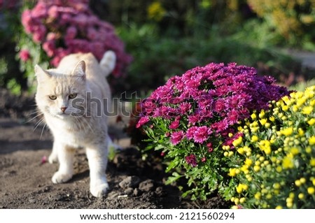 Ginger cat with chrysanthemum multiflora flowers. Cat in the garden with flowers.  Royalty-Free Stock Photo #2121560294