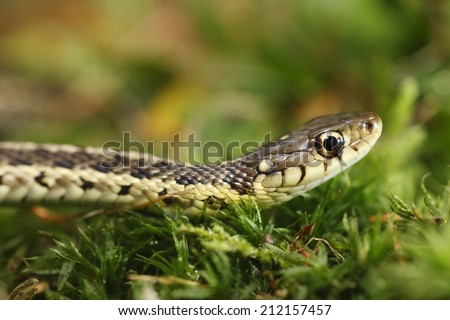 A common Garter snake(Thamnophis sirtalis) head shot. They are sometimes called garden snakes, gardner snakes or gardener snakes, or even garder snakes or guarder snakes. Royalty-Free Stock Photo #212157457