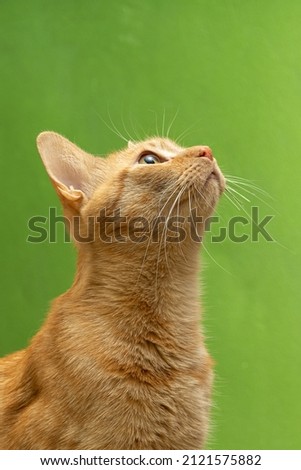 beautiful red cat on a green background
