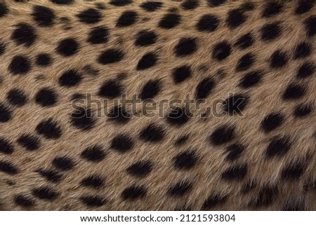 Fur texture of an old cheetah that has been stuffed.
