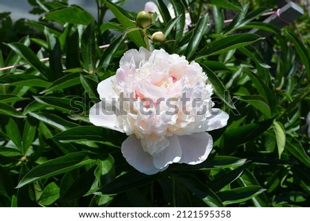 Beautiful big peony flower with light pink petals on the background of green foliage. 