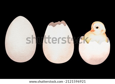 The chicken hatches from the egg. Watercolor illustration.Isolated on a black background.For design.