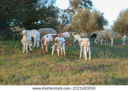 animal husbandry, The care and breeding of domestic animals, including cows, horses, chickens and goats.