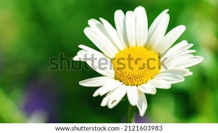 Inflorescence of a daisy with stamens macro photography in high resolution. White chamomile on a blurred green background with copy space. The concept of gardening as a hobby.