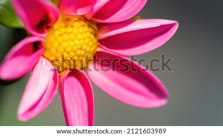 Pink dahlia flower with yellow stamens macro photography. Pink daisy close-up in high resolution with copy space for banner. Youth and health concept.