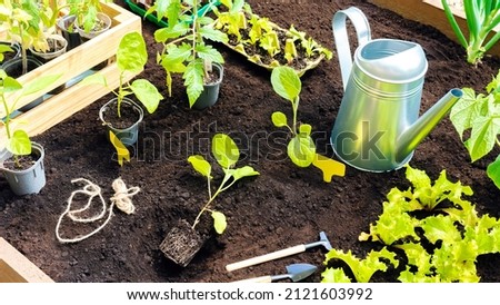 Planting potted seedlings in wooden raised beds in spring. Using a mixture of biohumus, compost and peat to improve soil fertility. Doing organic farming concept. Royalty-Free Stock Photo #2121603992