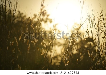 Abstract background with squirrel tail grass during sunset