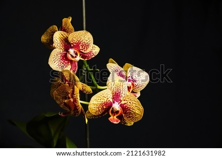 Tiger orchid, bouquet of orchids, water drops on petals, flower background	