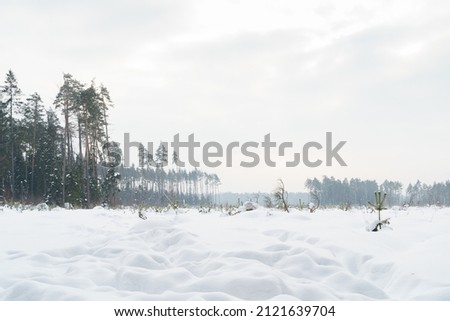 Winter cold landscape snow field with forest and small trees. High quality photo