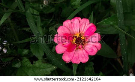 Magenta-colored zinnia elegans blooms on the bushes of West Sumatra, Indonesia