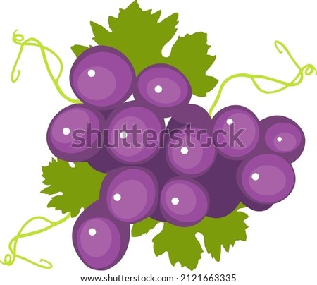 purple fresh grapes vector with stem and leaf isolated on the white background. flat cartoon fruit illustration