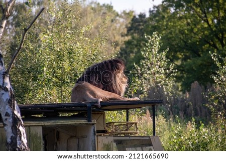 Lion resting on a platform