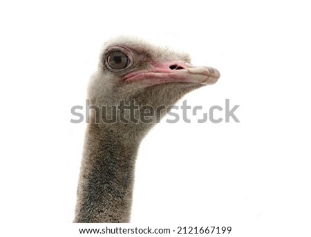 Head of an ostrich close-up. isolated