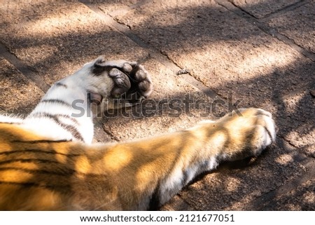 Close up paws of Siberian Tiger on a paved street.