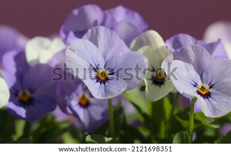 White purple Violet tricolor (lat. Viola tricolor L.) flowers on the pink background. Floral banner for a florist store