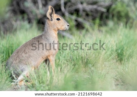 A side view of a shy Patagonian Mara sits calmly between the shrubs on the plains of Patagonia near El Condor and Viedma, Argentina Royalty-Free Stock Photo #2121698642