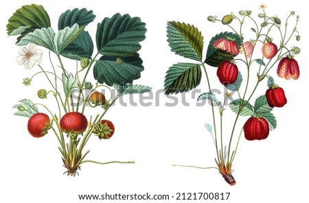Strawberry plant with red berries, green leaves and flowers antique botanical illustrations isolated on white background