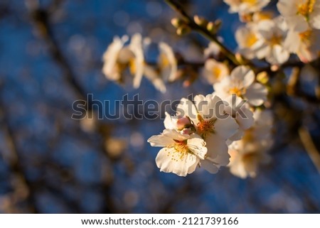 Spring atmospheric background. Blooming almonds close-up. Delicate white flowers bloomed in the garden. Beautiful blue sky, sun rays. The concept of freshness early spring. Natural background postcard