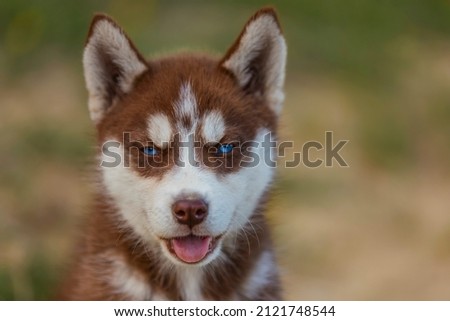 portrait of a blue-eyed husky dog in nature