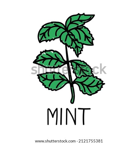 Mint, hand-drawn doodle-style element. Logo and emblem packaging design template - spices - mint leaves. Logo in a trendy linear style.