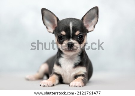 portrait of a chihuahua dog puppy on a white gray background Royalty-Free Stock Photo #2121761477