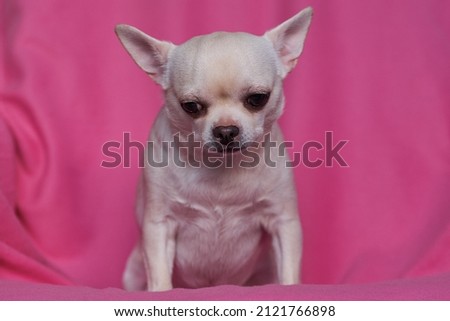 Cute chihuahua sits in a chair. Close-up portrait of a small dog. Thoughtful animal.