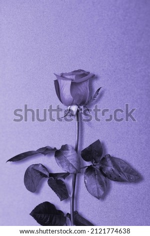 Dried or fresh rose, beautiful faded flower with very peri color