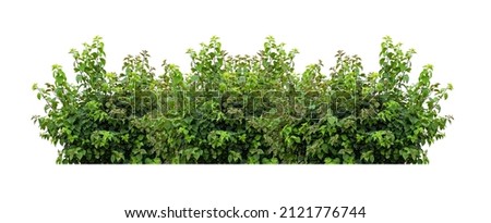 Tropical plant flower bush tree isolated on white background with clipping path. Royalty-Free Stock Photo #2121776744