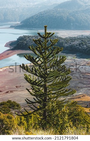 native wild tree in a national park with a landscape in the background