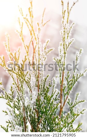 Thuja green branches in hoarfrost and snow, close-up. Vertical photography.