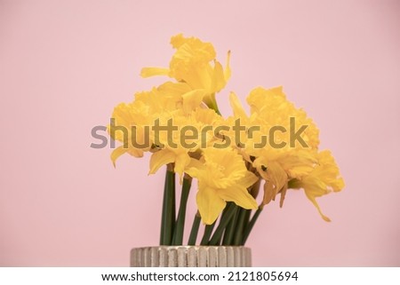 Yellow Colored Daffodil Flower. Yellow narcissus in a vase isolated over pink background
