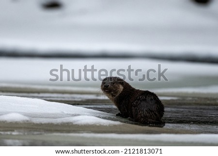 Eurasian Otter (Lutra lutra) in the river in winter. Bieszczady Mountains, Carpathians, Poland.