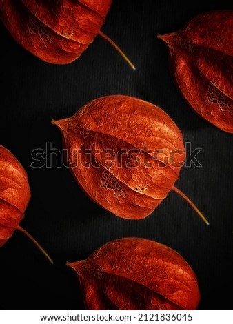Pattern of physalis lantern on black background with selective focus
