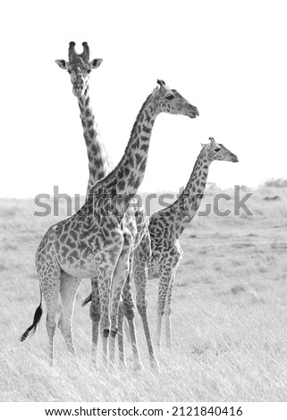 
Giraffa is a genus of artiodactyl mammals in the family Giraffidae. Eight fossil species are known and one current one, the giraffe, with various subspecies.