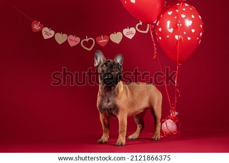 French bulldog puppy on red background